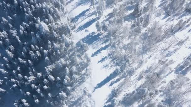 Vista superior de un fabuloso bosque de invierno en claro día soleado. — Vídeos de Stock