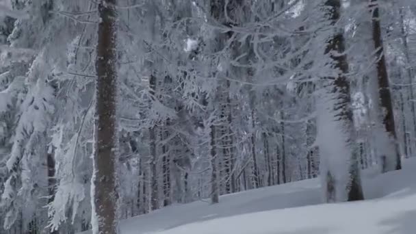 Flygfoto över en fantastisk vinter bergslandskap närbild. Snabb och lättmanövrerad flygning mellan snötäckta träd. Inspelning på FPV-drönare. — Stockvideo