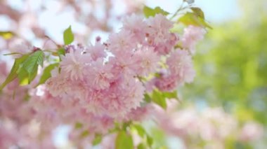 Çiçek açan Japon kirazı ya da sakura rüzgarda sallanıyor açık bir gökyüzünün arka planında