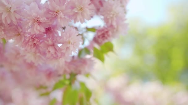 Virágzó japán cseresznye vagy sakura ringatózik a szélben a tiszta ég hátterében — Stock videók