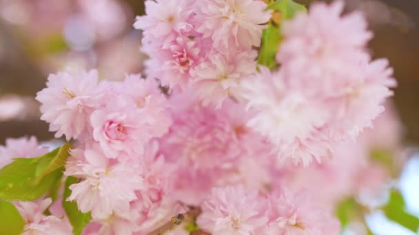 Floração cereja japonesa ou oscilação sakura no vento contra o pano de fundo de um céu limpo — Vídeo de Stock