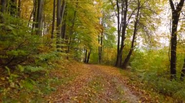 Sonbahar ormanlarında yol boyunca uçuyor. Zemin parlak sarı yapraklarla kaplı.