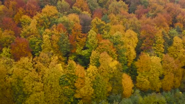 Parlak sarı bir sonbahar ormanının tepesinden bak. — Stok video