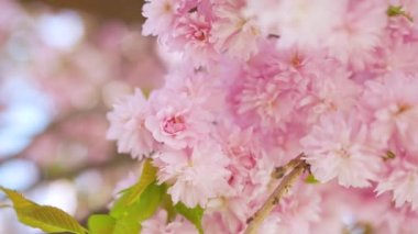 Çiçek açan Japon kirazı ya da sakura rüzgarda sallanıyor açık bir gökyüzünün arka planında