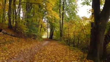 Sonbahar ormanlarında yol boyunca uçuyor. Zemin parlak sarı yapraklarla kaplı.