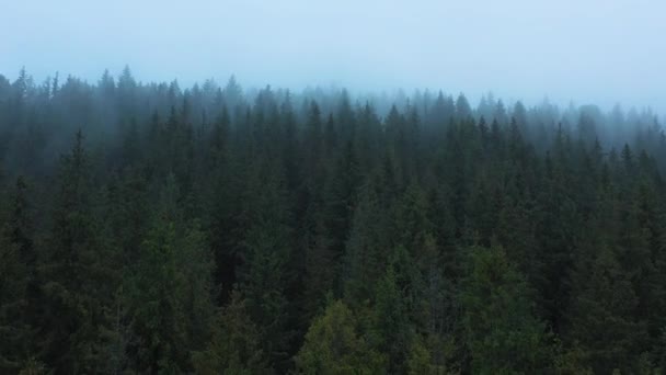 Vista dall'alto della foresta di conifere nella nebbia sul fianco della montagna — Video Stock