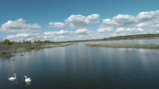 Voo rápido e ágil sobre o lago com um par de cisnes brancos. Filmado em drone FPV — Vídeo de Stock