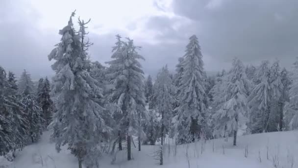 Luchtfoto van een prachtig winterlandschap van dichtbij. Snelle en wendbare vlucht tussen besneeuwde bomen. Gefilmd op FPV drone. — Stockvideo