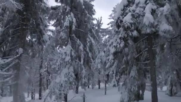 Pemandangan udara gunung musim dingin yang menakjubkan close-up. Terbang cepat dan bermanuver antara pohon tertutup salju. Difilmkan pada drone FPV. — Stok Video