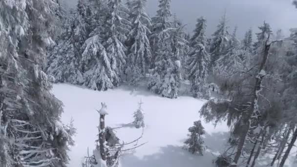 Vue aérienne d'un fabuleux paysage de montagne hivernal en gros plan. Vol en douceur entre les arbres enneigés. Filmé sur drone FPV. — Video