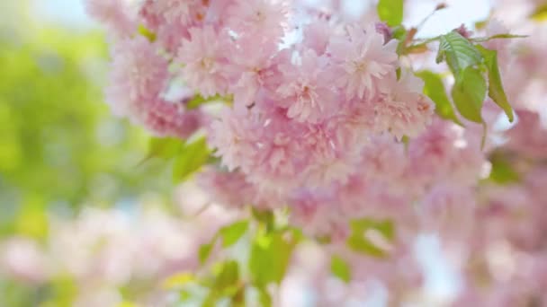 Virágzó japán cseresznye vagy sakura ringatózik a szélben a tiszta ég hátterében — Stock videók