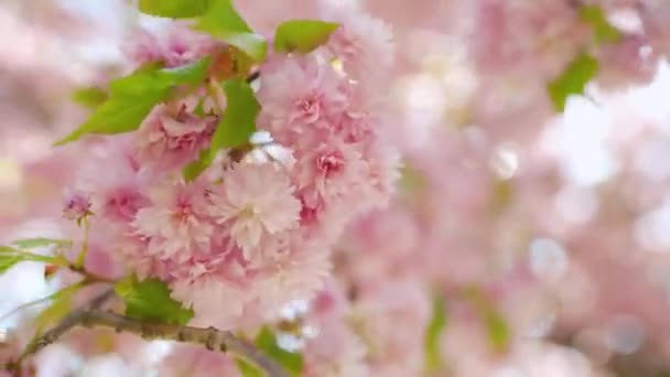 Floreciente cereza japonesa o sakura se balancean en el viento contra el telón de fondo de un cielo despejado — Vídeo de stock