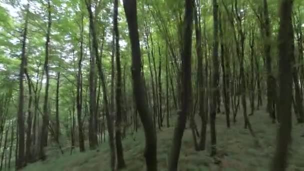 Vacker sommardag i skogen. Smidig flygning mellan gröna träd. Magisk sommarskog — Stockvideo