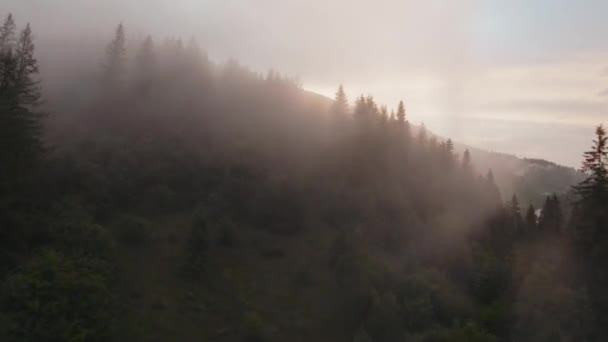 Paesaggio montano mistico. Sorvolando le montagne nella nebbia, tra i grandi abeti. Tramonto luce in streaming attraverso la nebbia. — Video Stock