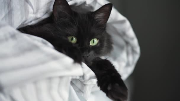Negro esponjoso gato con verde ojos se encuentra envuelto en un manta con sus patas fuera. — Vídeo de stock