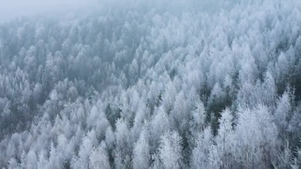 Flug über einen märchenhaft verschneiten Wald an den Hängen der Berge — Stockvideo