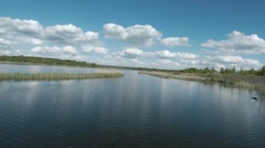 Bir çift beyaz kuğuyla gölün üzerinde hızlı ve çevik bir uçuş. FPV insansız hava aracı ile çekildi