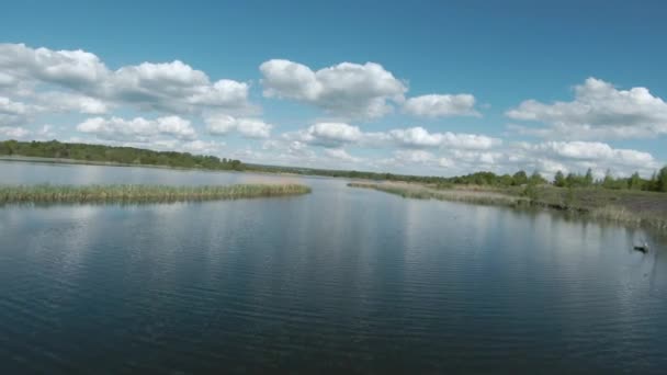 Voo rápido e ágil sobre o lago com um par de cisnes brancos. Filmado em drone FPV — Vídeo de Stock
