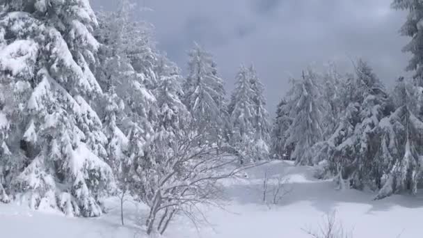 素晴らしい冬の山の風景の空中ビューを閉じます。雪に覆われた木々の間に滑らかな飛行。FPVドローンで撮影. — ストック動画