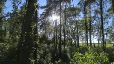 Ormanda güzel bir yaz günü. Yeşil ağaçlar arasında pürüzsüz uçuş. Sihirli yaz ormanı