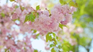 Çiçek açan Japon kirazı ya da sakura rüzgarda sallanıyor açık bir gökyüzünün arka planında