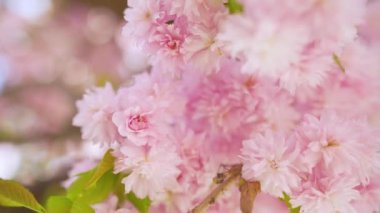 Çiçek açan Japon kirazı ya da sakura rüzgarda sallanıyor açık bir gökyüzünün arka planında