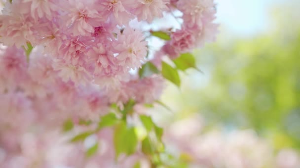 Floreciente cereza japonesa o sakura se balancean en el viento contra el telón de fondo de un cielo despejado — Vídeo de stock