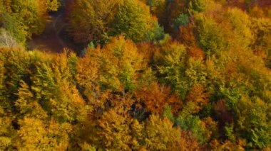 Parlak sarı bir sonbahar ormanının tepesinden bak.