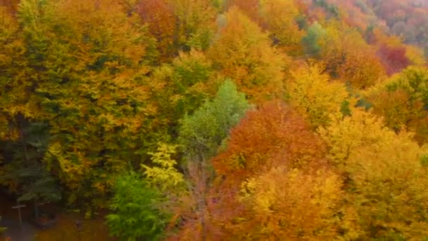 Vista da altura em uma floresta de outono amarelo brilhante — Vídeo de Stock