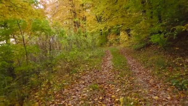 在秋天的森林里沿着小路飞行。地上撒满了明亮的黄叶 — 图库视频影像