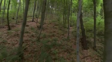 Ormanda güzel bir yaz günü. Ağaç gövdeleri arasında manevra uçuşu. Sihirli yaz ormanı