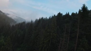 Kozalaklı ormanlarla kaplı dağların üzerinden uçmak. Dağ yamaçlarından sis yükseliyor. Ukrayna, Karpat Dağları