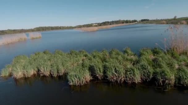 Rychlý a hbitý let přes jezero s rákosím. Natočeno na FPV drone — Stock video