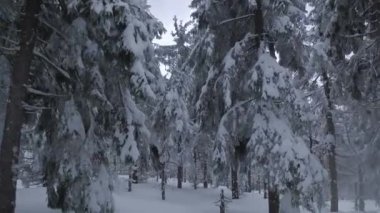 Muhteşem bir kış dağ manzarasının havadan görünüşü. Karla kaplı ağaçlar arasında pürüzsüz bir uçuş. FPV insansız hava aracı ile çekildi.