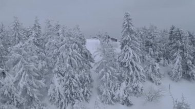 Muhteşem bir kış dağ manzarasının havadan görünüşü. Karla kaplı ağaçlar arasında pürüzsüz bir uçuş. FPV insansız hava aracı ile çekildi.