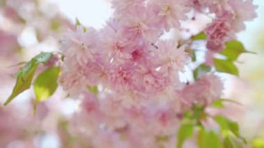 Çiçek açan Japon kirazı ya da sakura rüzgarda sallanıyor açık bir gökyüzünün arka planında