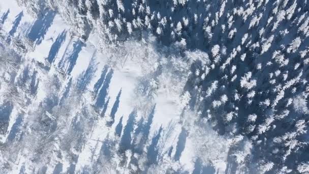 Vista superior de un fabuloso bosque de invierno en claro día soleado. — Vídeos de Stock