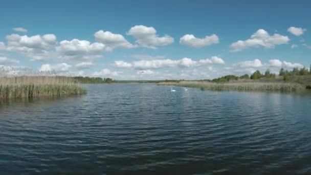 Voo rápido e ágil sobre o lago com um par de cisnes brancos. Filmado em drone FPV — Vídeo de Stock