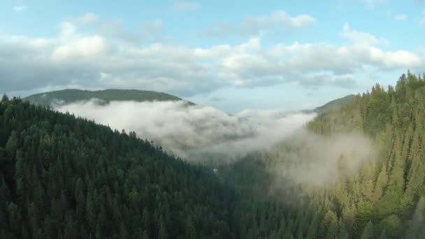 Volo sopra montagne coperte di foresta di conifere. Nebbia sorge sopra i pendii della montagna — Video Stock