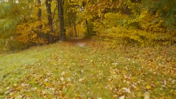 Volare lungo il sentiero nella foresta autunnale. Il terreno è cosparso di foglie giallo brillante — Video Stock