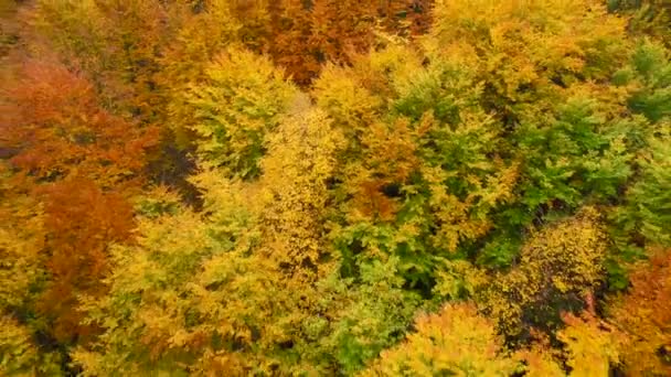 Pohled z výšky na jasně žlutý podzimní les — Stock video