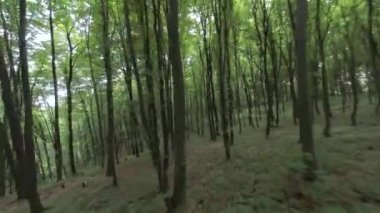 Ormanda güzel bir yaz günü. Ağaç gövdeleri arasında manevra uçuşu. Sihirli yaz ormanı