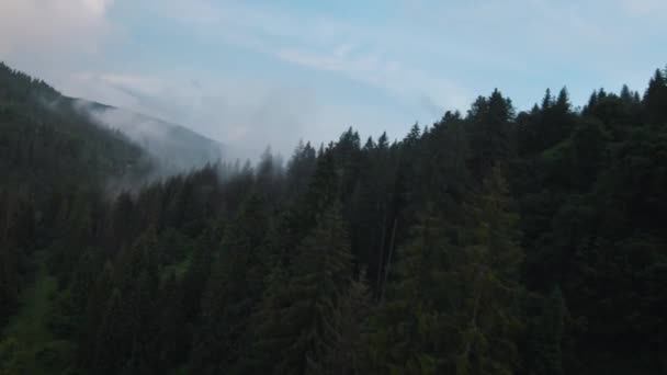 Vuelo sobre montañas cubiertas de bosque de coníferas. La niebla se eleva sobre las laderas de las montañas. Ucrania, Montañas Cárpatos — Vídeos de Stock