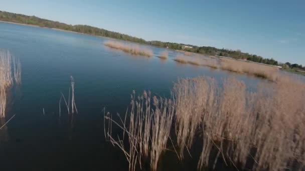 Voo rápido e ágil sobre o lago com juncos. Filmado em drone FPV — Vídeo de Stock