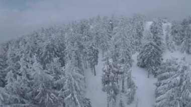Muhteşem bir kış dağ manzarasının havadan görünüşü. Karla kaplı ağaçlar arasında pürüzsüz bir uçuş. FPV insansız hava aracı ile çekildi.