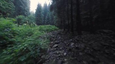 Yoğun bir ormanın içinde, suya yakın bir dağ nehrinin üzerinden pürüzsüz, hızlı bir uçuş. Mistik dağ manzarası. FPV insansız hava aracı ile çekildi.
