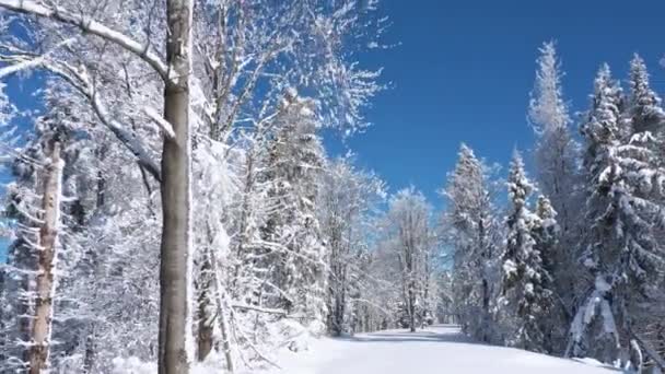 Voando ao longo do caminho na fabulosa floresta de inverno. — Vídeo de Stock