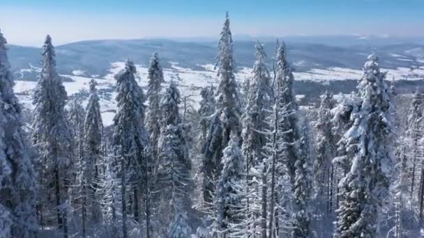 Vlucht over een prachtig besneeuwd bos op de hellingen van de bergen — Stockvideo