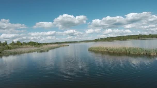 Voo rápido e ágil sobre o lago com um par de cisnes brancos. Filmado em drone FPV — Vídeo de Stock