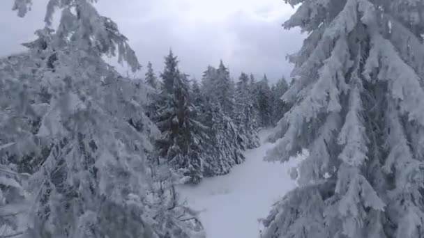 Légi kilátás egy mesés téli hegyi táj közelről. Sima repülés a havas fák között. FPV drónnal filmezve. — Stock videók